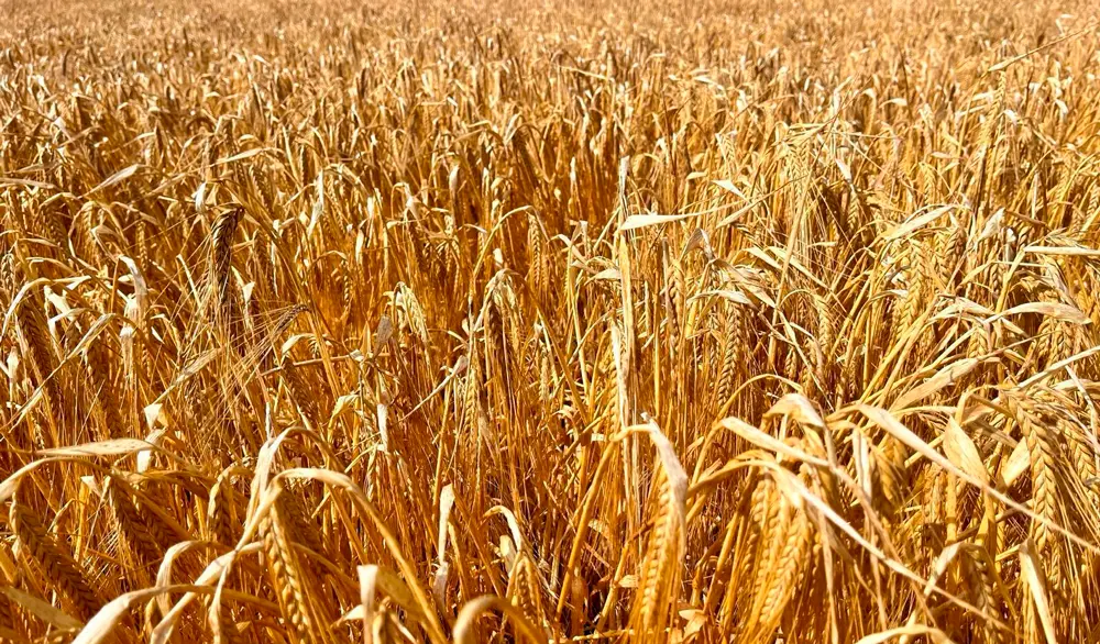LA SALVE INCREMENTA EN 2025 SU APROVISIONAMIENTO DE CEBADA 100% ALAVESA Y SUPERA LOS 2 MILLONES DE KILOS PARA ATENDER SU CRECIMIENTO